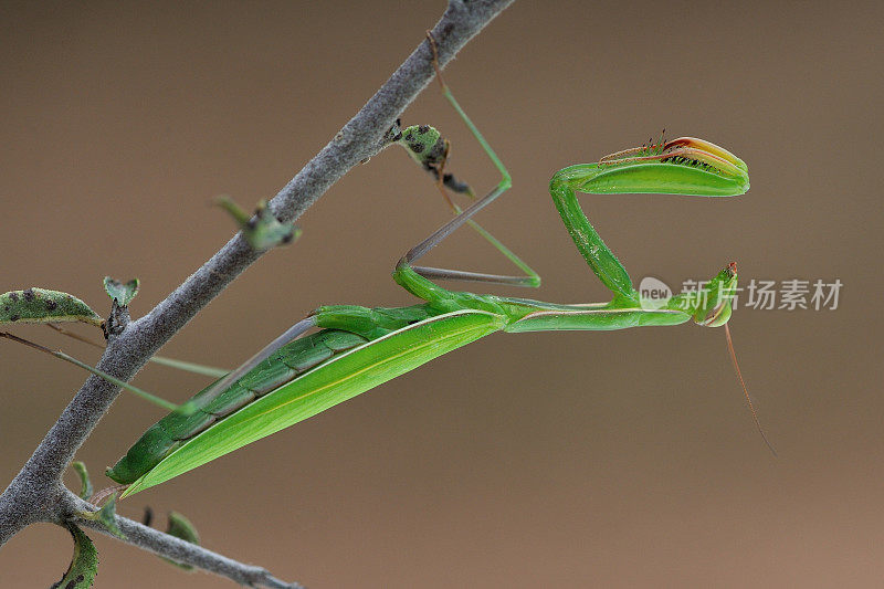 螳螂(Mantis religiosa)